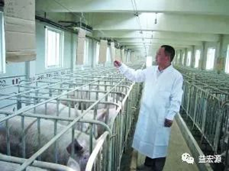 种猪繁育技术的发展与挑战：现代农业的一场马拉松