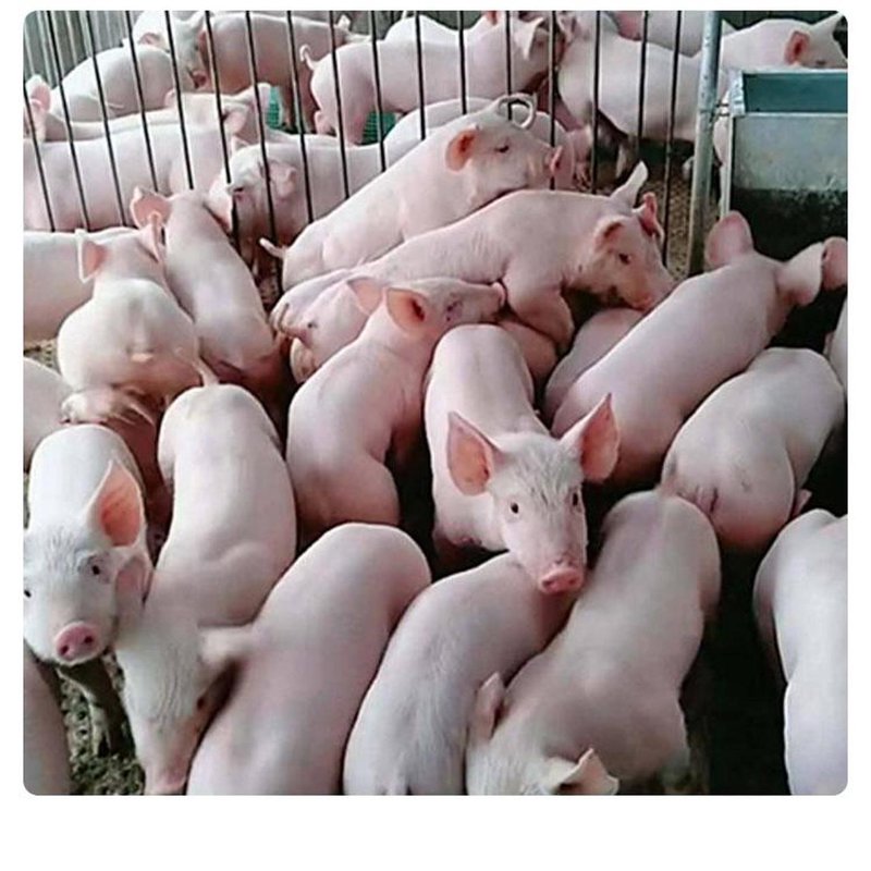 种猪繁育新趋势：从粗放管理到精准调控
