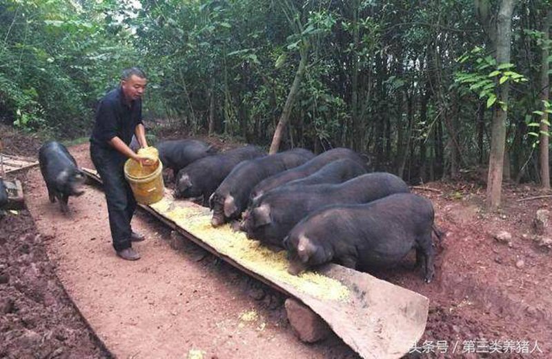 土猪养殖产业:一场生态与效益双赢的探索之旅